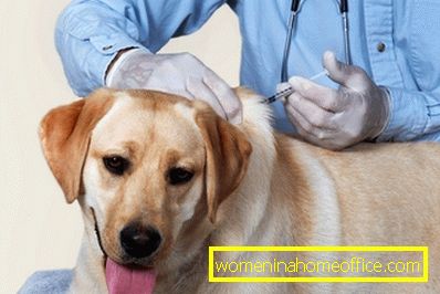 Rokotus on luotettava tapa suojella eläimiä raivotautia vastaan.